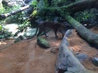 zoo, singapore, travel, explore
