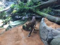 singapore, zoo, travel, explore, loner