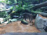 singapore, zoo, travel, explore, loner