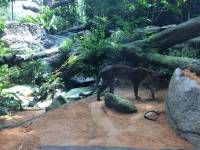 singapore, zoo, travel, explore, loner