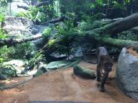 singapore, zoo, travel, explore, loner