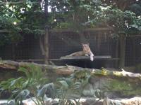 singapore, zoo, travel, explore, loner