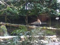 singapore, zoo, travel, explore, loner