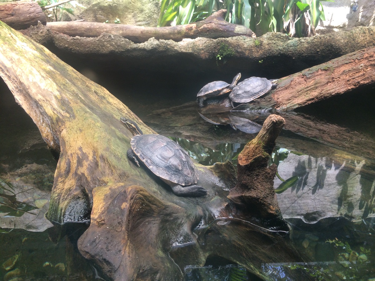turtle, white tiger, zoo, singapore, travel, explore