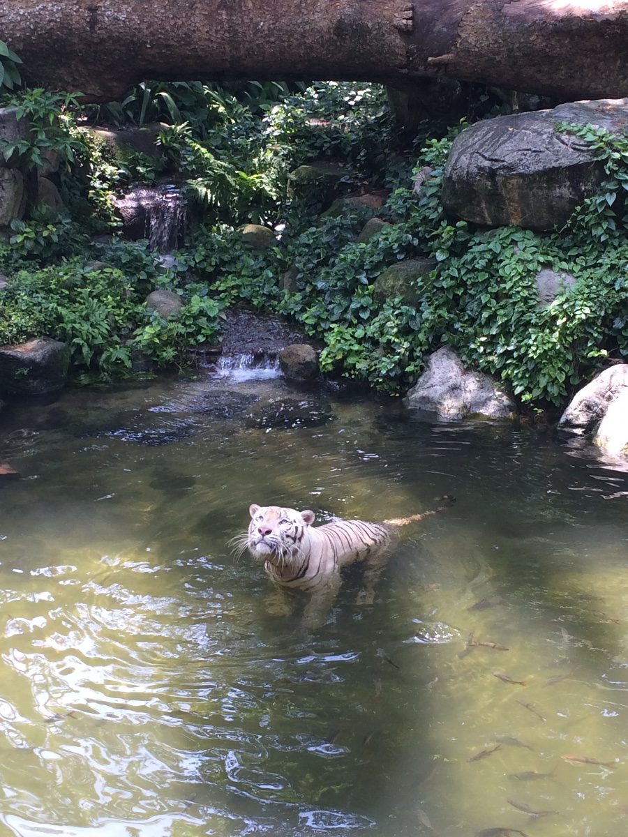 white tiger, zoo, singapore, travel, explore