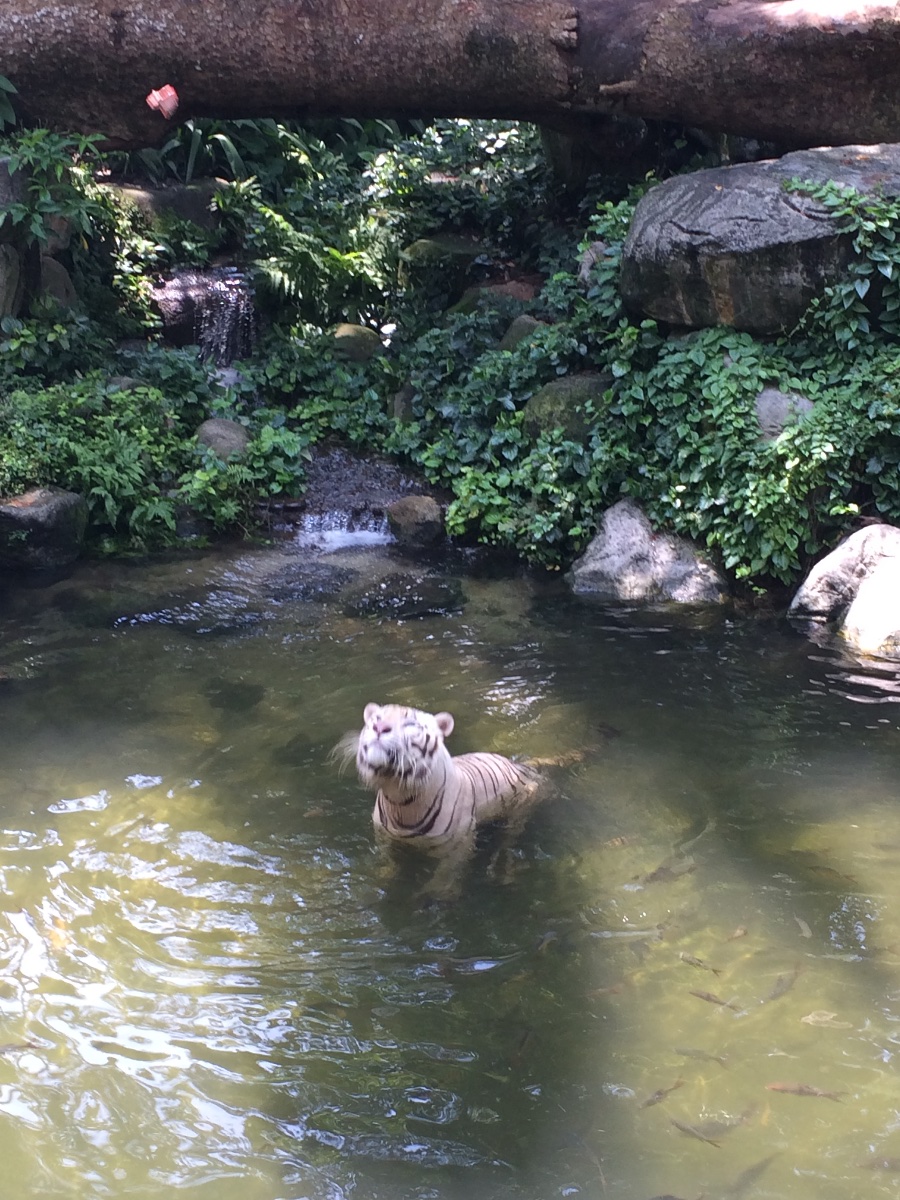 white tiger, zoo, singapore, travel, explore