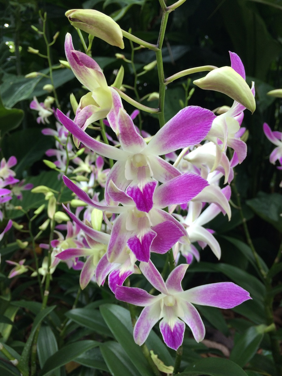 white, violet, flower, orchid