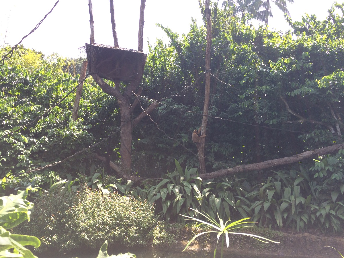 zoo, singapore, travel, explore