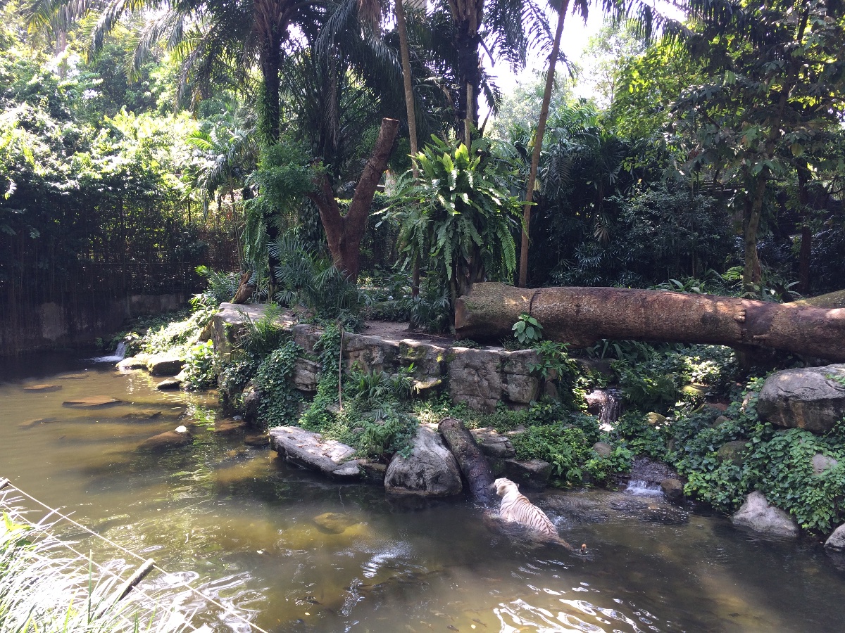 zoo, singapore, travel, explore