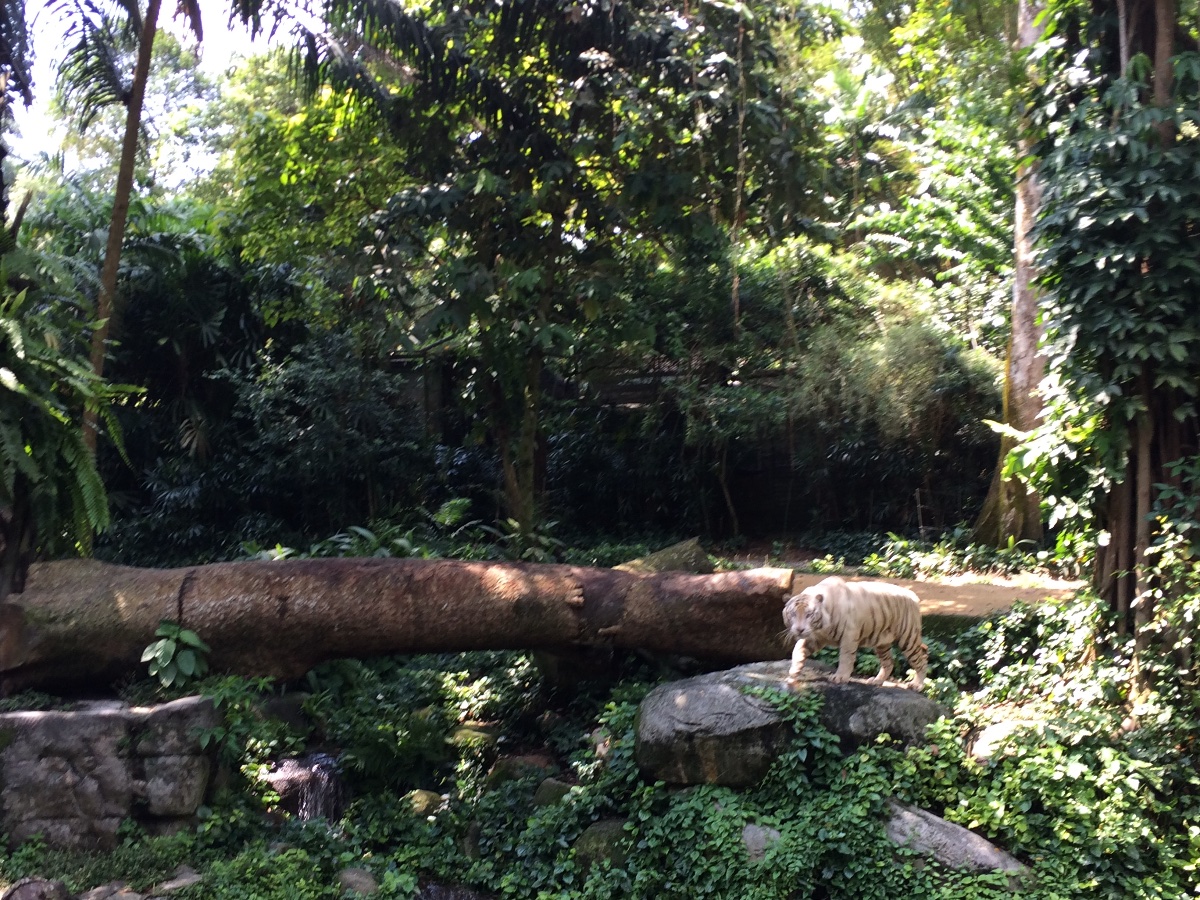 zoo, singapore, travel, explore