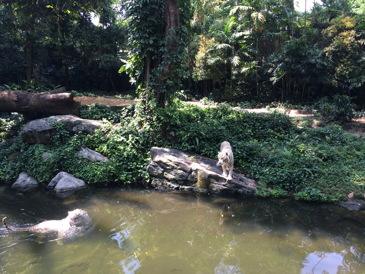 zoo, singapore, travel, explore