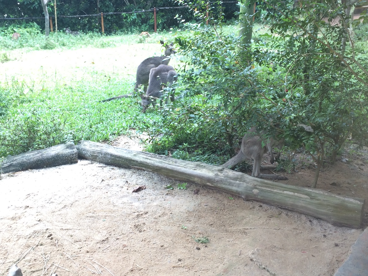 zoo, singapore, travel, explore