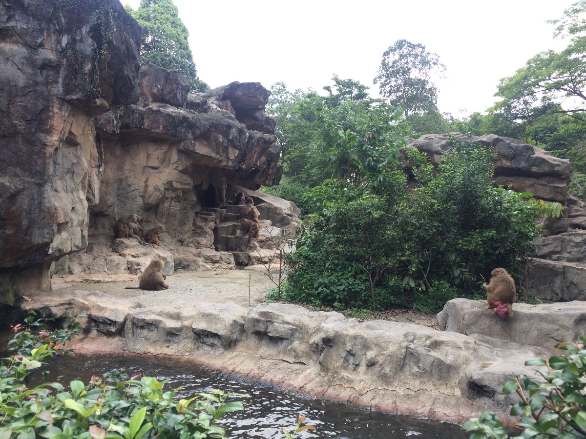 zoo, singapore, travel, explore
