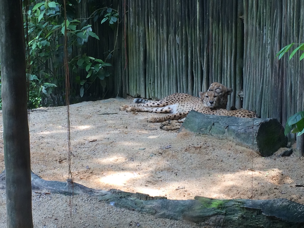 zoo, singapore, travel, explore