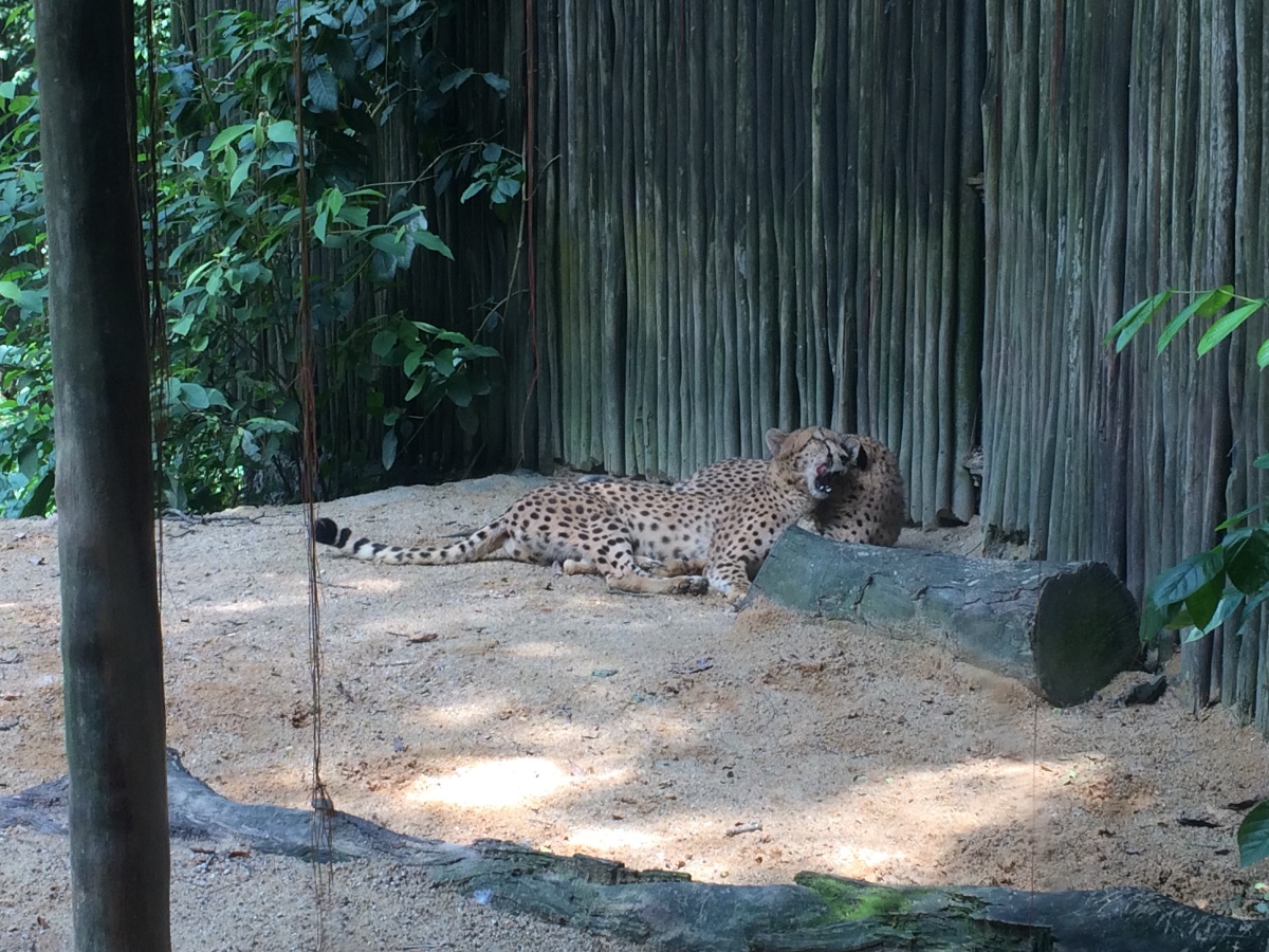 zoo, singapore, travel, explore