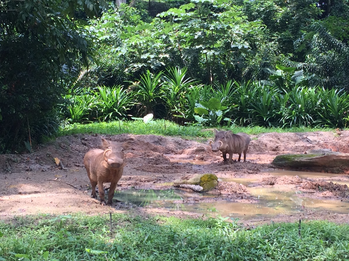 zoo, singapore, travel, explore
