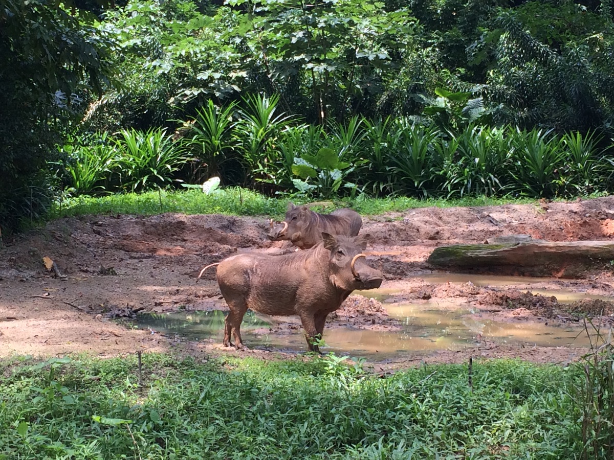 zoo, singapore, travel, explore