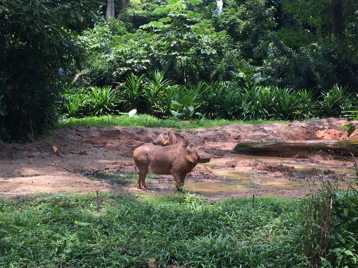 zoo, singapore, travel, explore