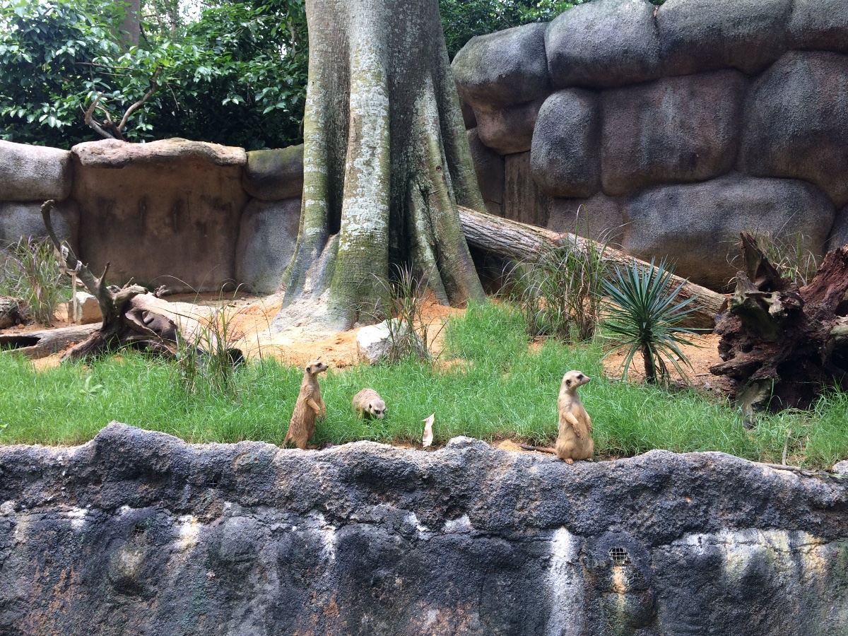 zoo, singapore, travel, explore