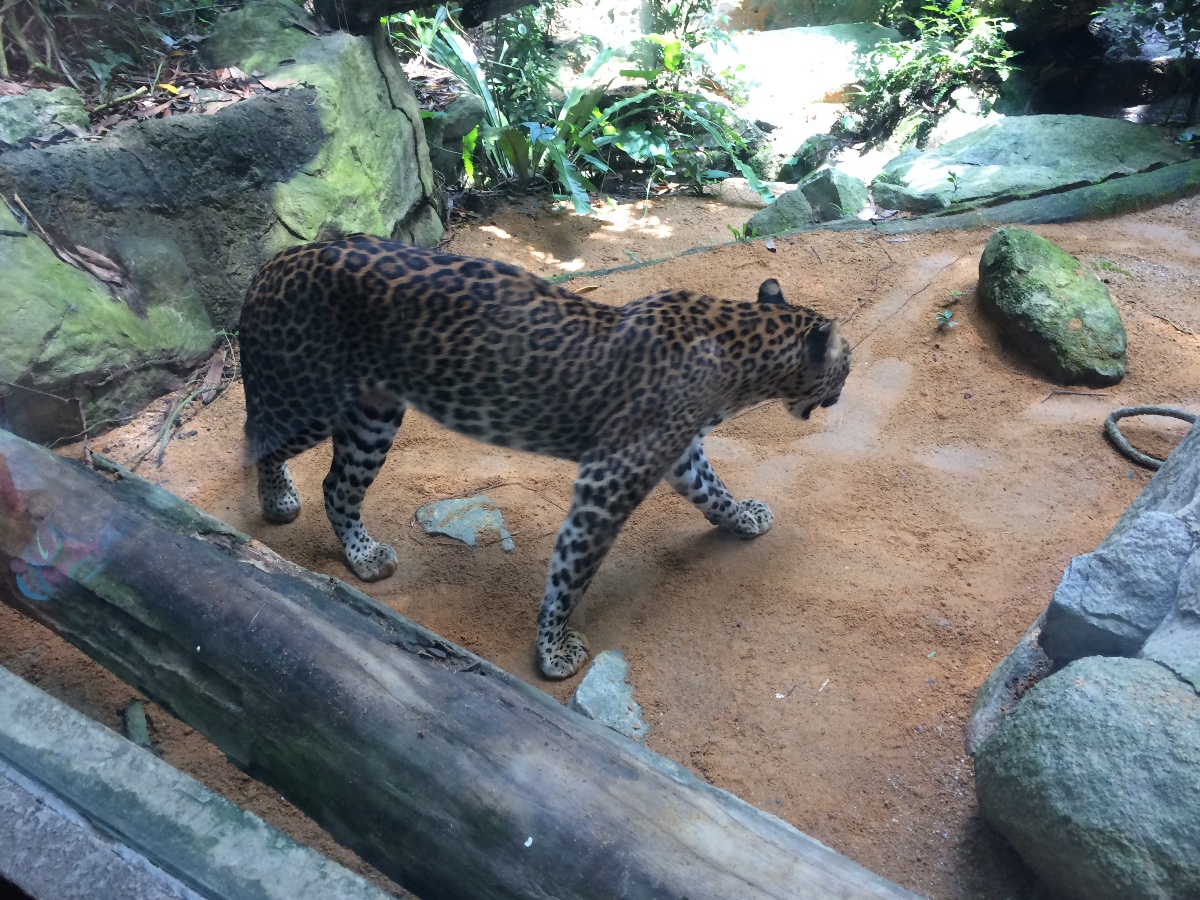 zoo, singapore, travel, explore