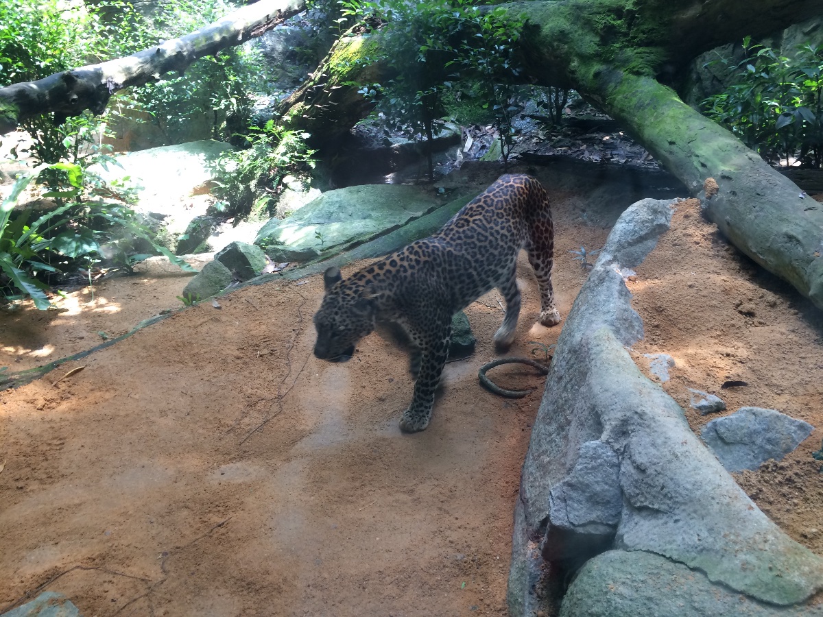 zoo, singapore, travel, explore