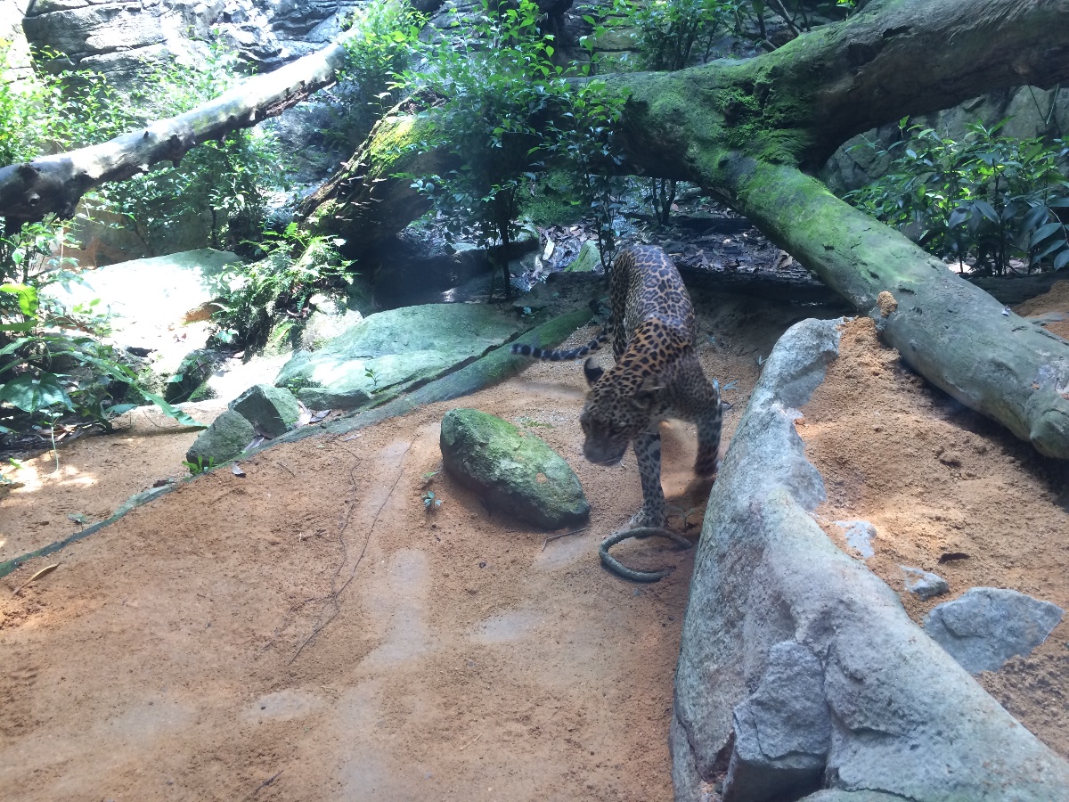 zoo, singapore, travel, explore