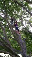 climbing tree at Clumber Park, UK