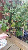 blackberries harvest time