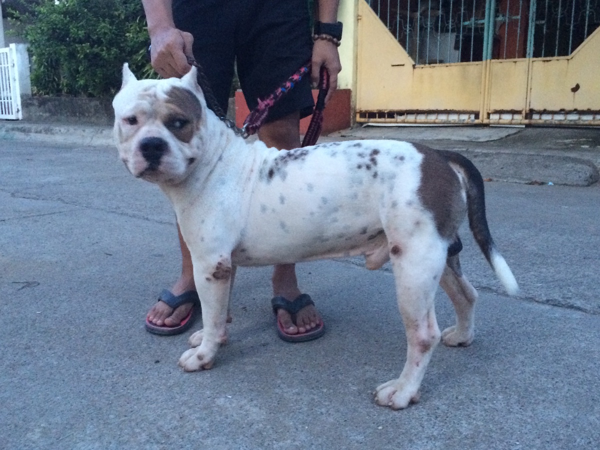 Dog, pet, american bully