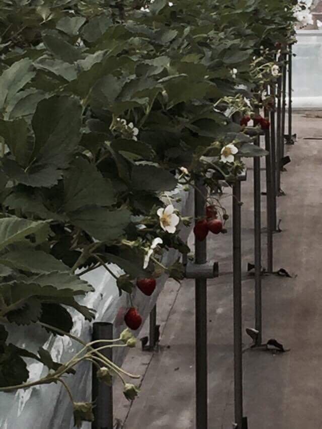 #strawberry, #pick, #fresh, 