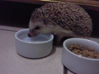 porcupine