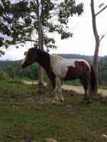 horse