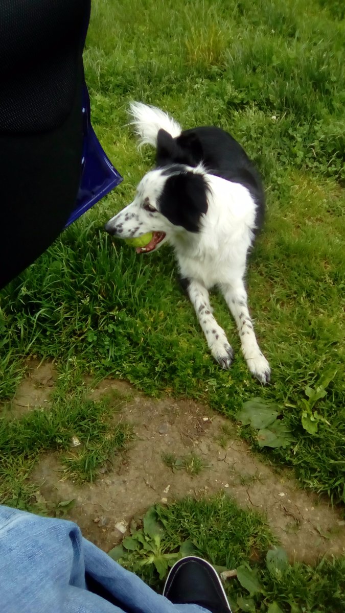 Pria dog