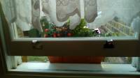 My new window box, I spent a loooong time finding lovely winter plants