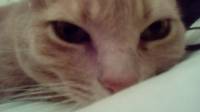 Lola