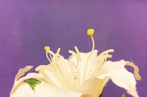 After the holiday, its time to go to my favorite purple and white spa