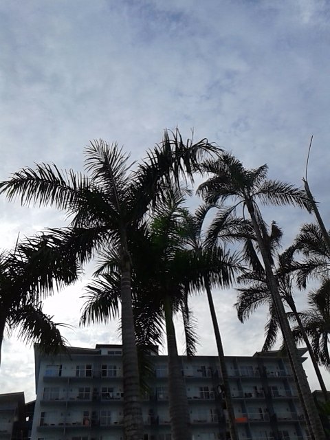 Beach, resort, trees