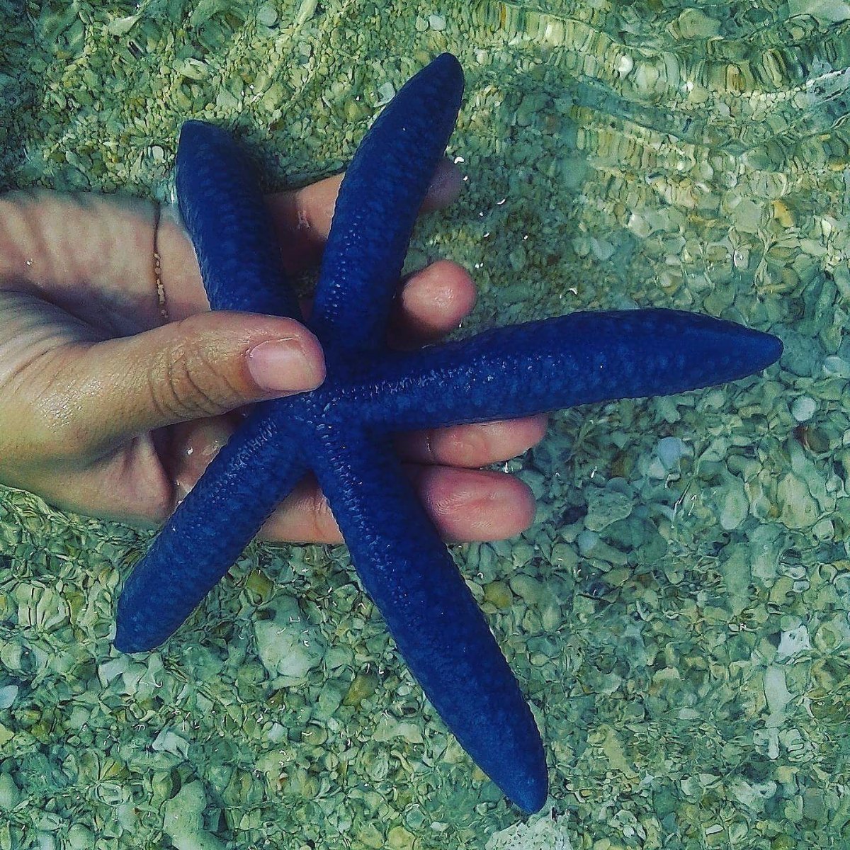 Blue starfish