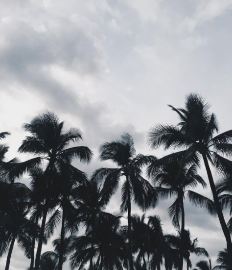 Coconut Trees, nice view
