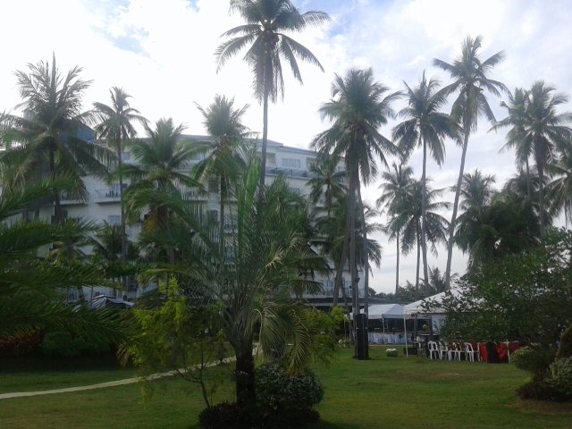 Coconuts