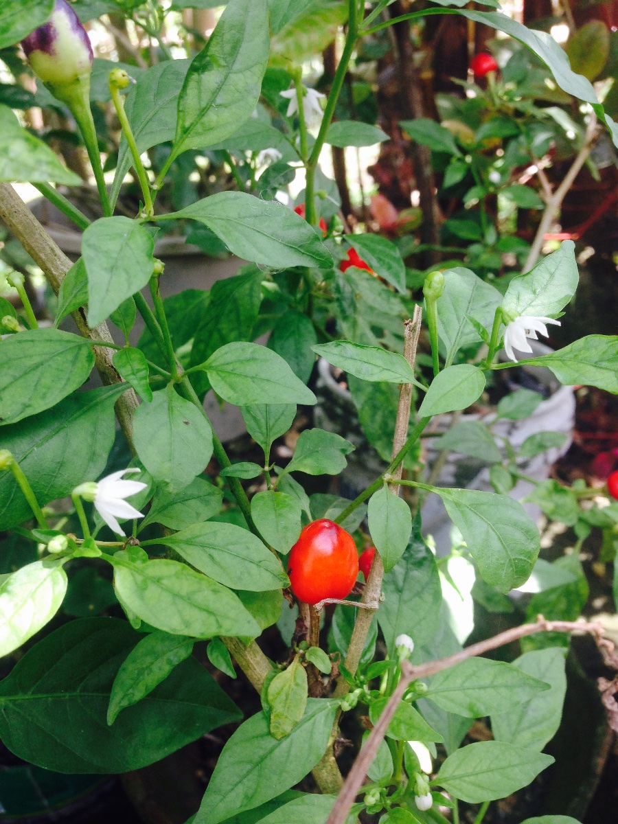 Cutie, little, red, something