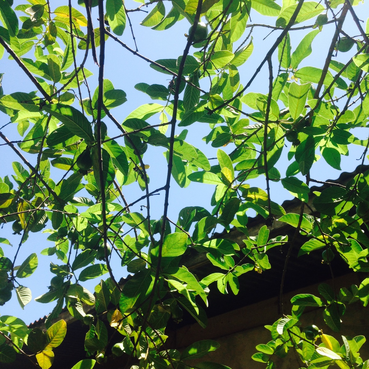 Guava tree leaves fruits