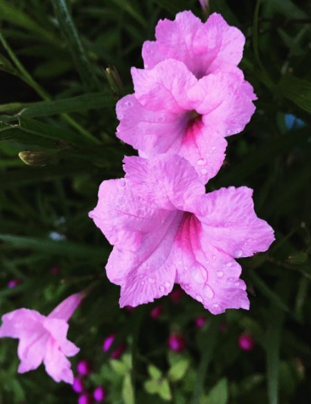 I just love flowers 