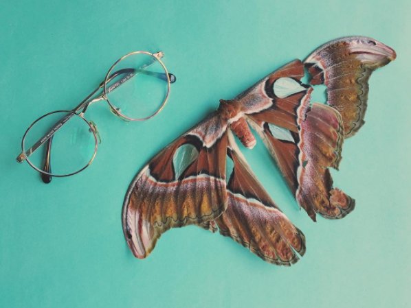Saw this poor not so little butterfly trapped in a sauna room  couldnt save it anymore but I still had to take it home Its bigger than my face, my glasses are next to it for comparison