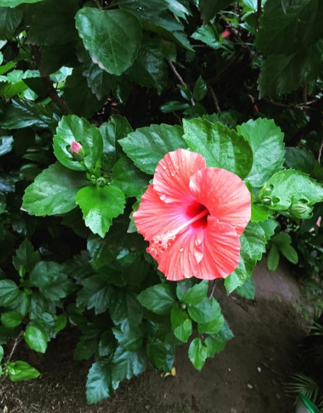 Where flowers bloom, so does hope 