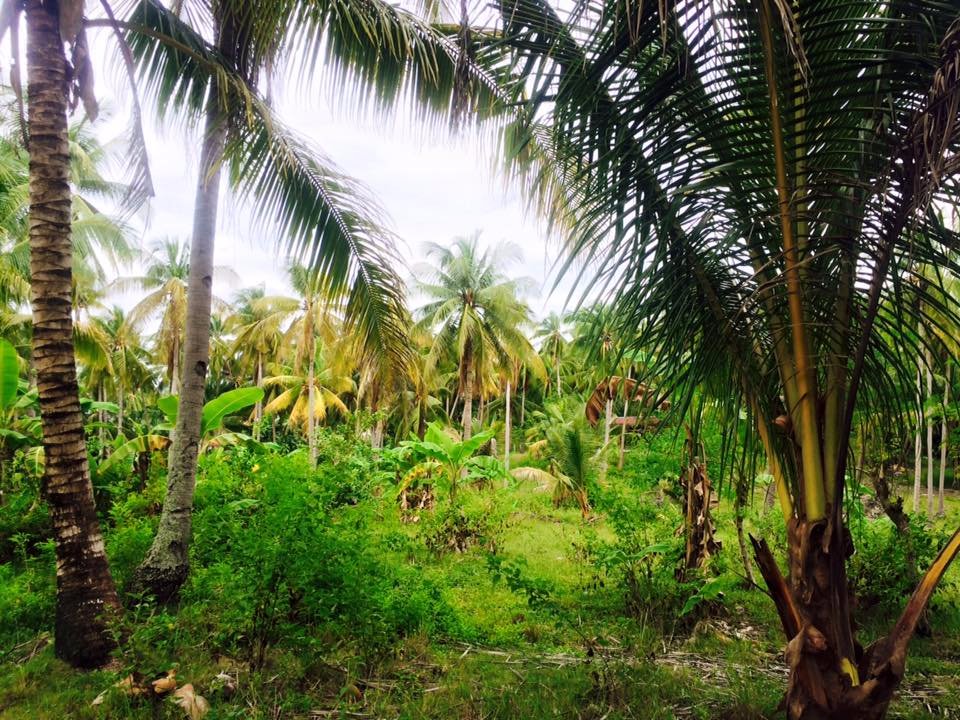 coconut, trees, love, nature