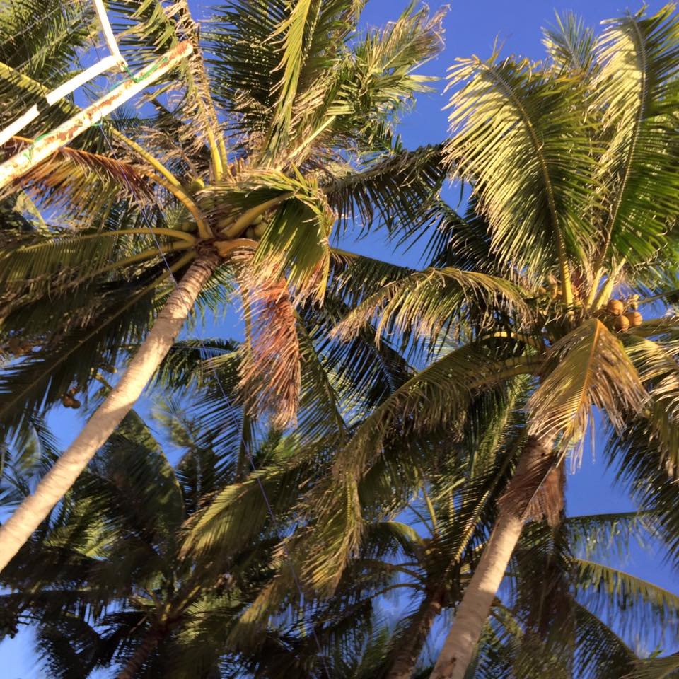 coconut, trees, love, nature