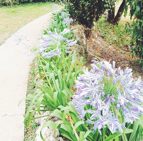 grass, beautiful flowers