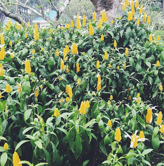 green, yellow flowers