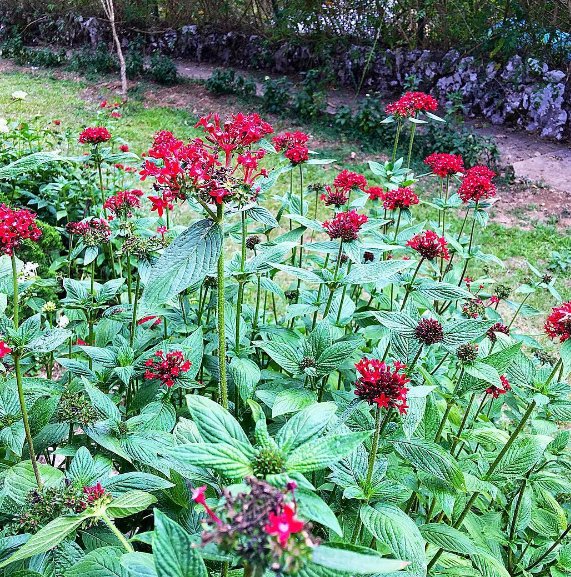 red beautiful flowers